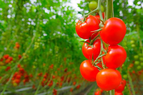 Tomates fraîches mûres poussant sur des plants de tomates