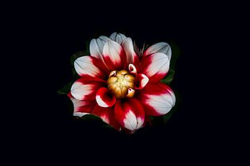 Rood witte bloem van Norbert Sülzner