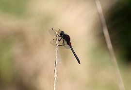 Nordische Moosjungfer von Matthias Brix