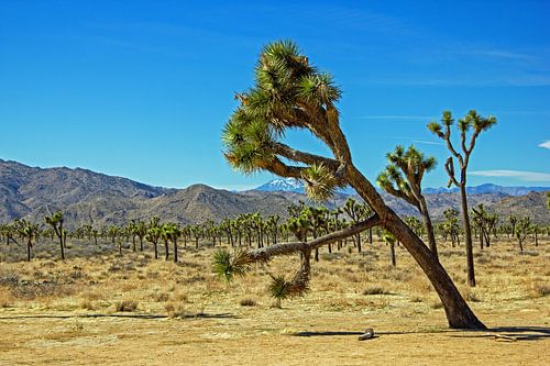 Joshua Tree in Joshua Tree National Park, Californië, Amerika