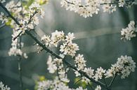 Witte bloemetjes 2 van Lisa Bouwman thumbnail