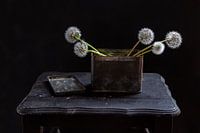 Paardenbloem