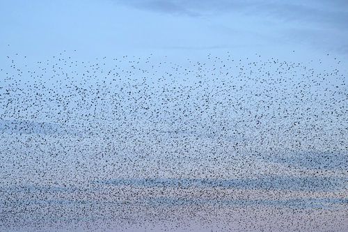 Grote groep spreeuwen