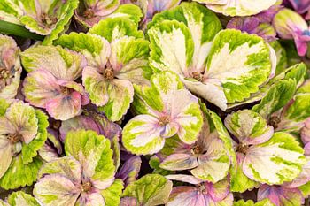 Es ist wie ein Gemälde