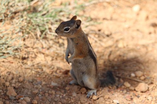 Squirrel National Park Bryce Canyon