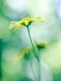 softfocus by Richard Lotte