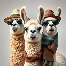 a trio of tough funny boys llamas . by J.a Dijkstra