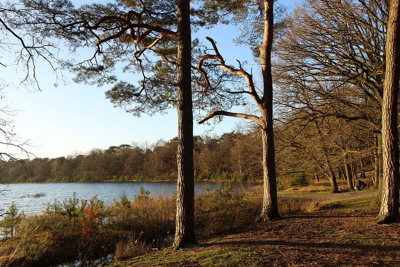 Wintersonne am Teich von Daniëlle Eibrink Jansen