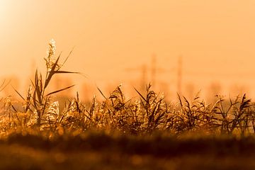 Grasslands