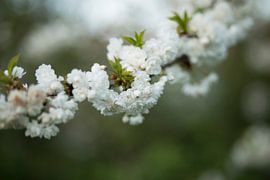 white blossom by Nathalie Van Den Heuvel
