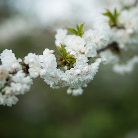 fleur blanche sur Nathalie Van Den Heuvel