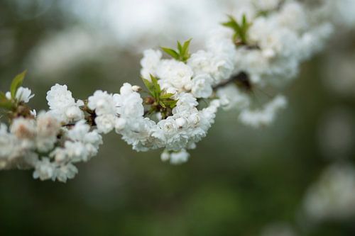 white blossom