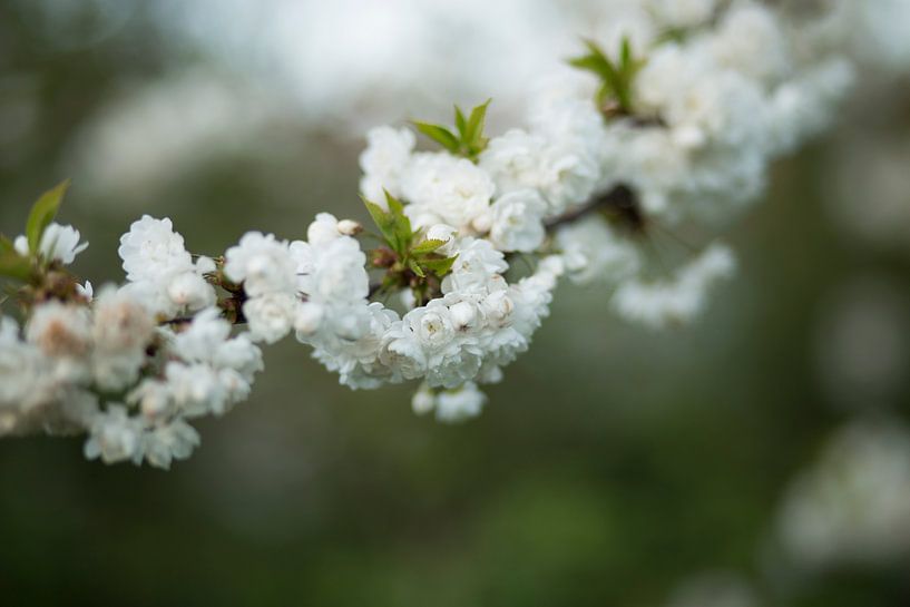 fleur blanche par Nathalie Van Den Heuvel
