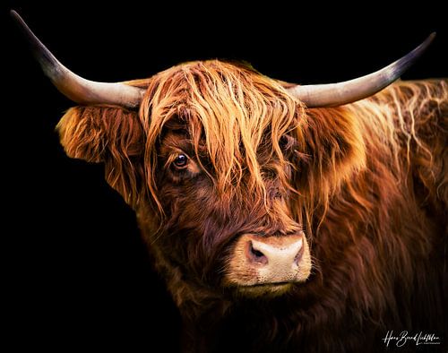 Schottisches Hochlandrind