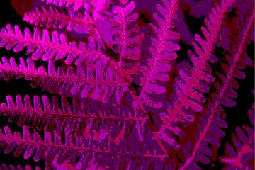 Purple fern by Joke Gorter