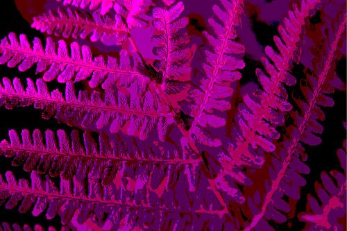 Purple fern