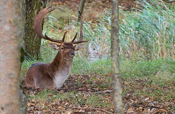 männlicher Damhirsch mit großem Geweih im Dünengebiet der Amsterdamer Wasserversorgung