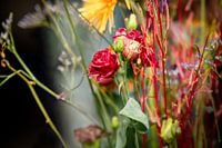 Florale Pracht