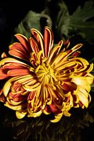 Close up flower on black