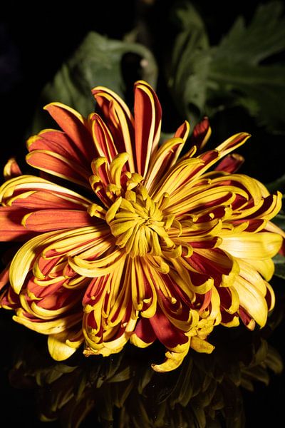 Close up flower on black by Jolanda Grutter