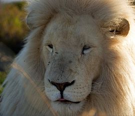 Leeuw #pantheraafrica