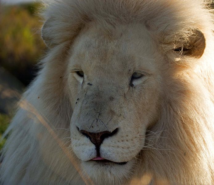 Leeuw #pantheraafrica van Minie Drost