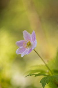 De bosanemoon (Anemone nemorosa) van Lisa Antoinette Photography