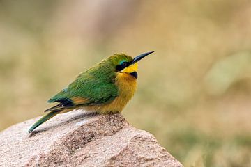 Dwarf Bee Eater by Angelika Stern