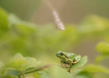 Laubfrosch auf einem Brombeerblatt von Ans Bastiaanssen