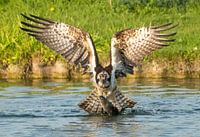 Osprey has caught a large fish and rises from the water.