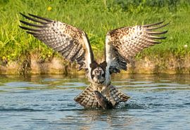 Osprey has caught a large fish and rises from the water. by Zeno Swijtink