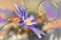 Buschwindröschen kündigt den Frühling an
