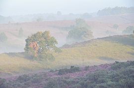 Posbank im Nebel von Michel Knikker