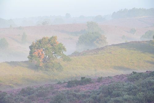 Posbank in de mist