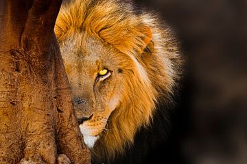 Porträt eines männlichen Löwen, halb versteckt hinter einem Baobab-Baum von Chris Stenger