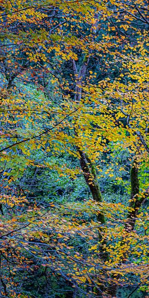 Triptyque automne 2 par Hanneke Luit