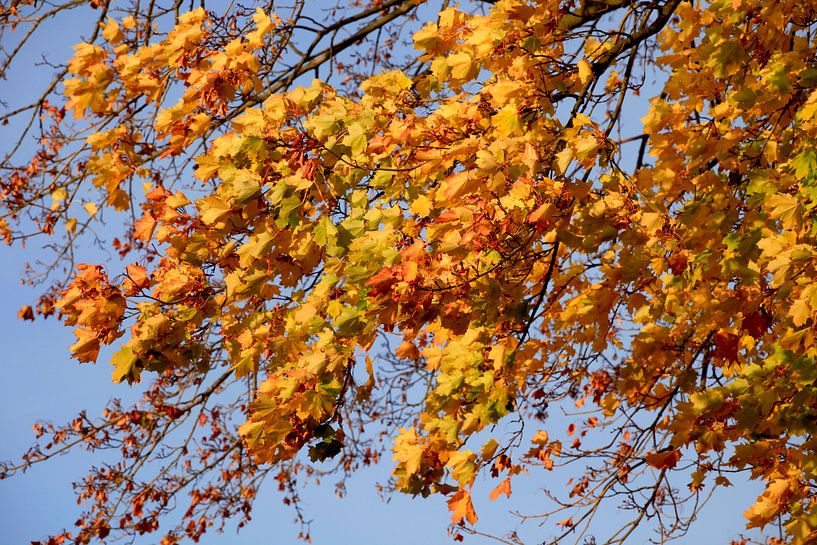 Maple by Thomas Jäger