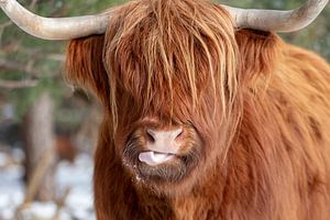 Funny Scottish Highlander by Dennisart Fotografie