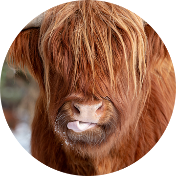 Grappige Schotse Hooglander