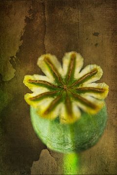 faded flower bud of poppy by Rietje Bulthuis