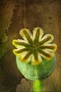 uitgebloeide bloemknop van de papaver van Rietje Bulthuis thumbnail