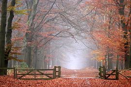Foggy morning by Herman van Alfen