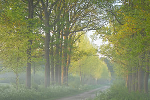 Ochtendstemming