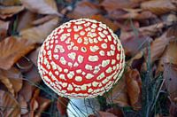 Mushroom in autumn