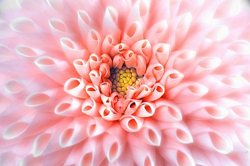 Aster fine art