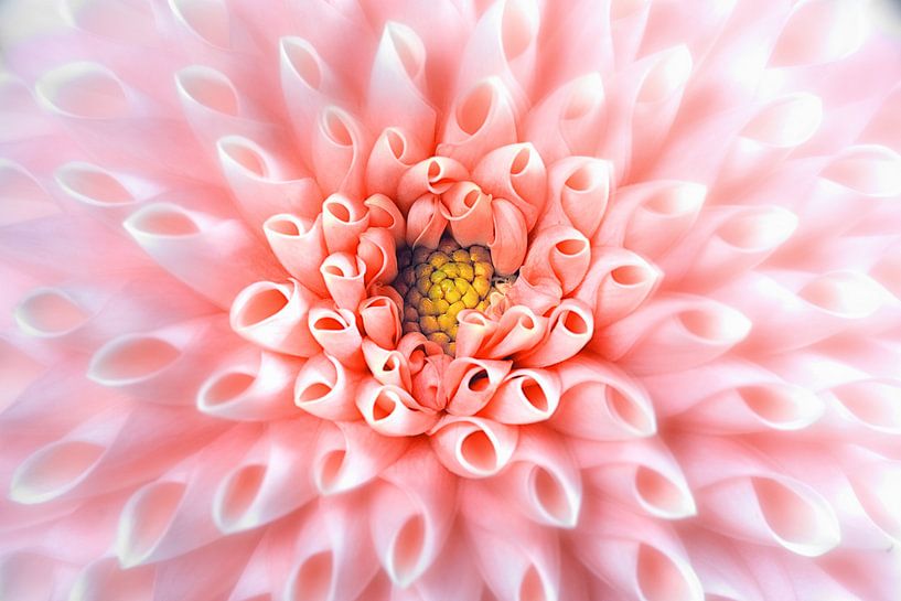 Dahlie fine art von Anneliese Grünwald-Märkl