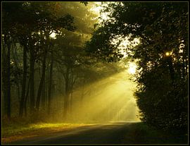 strijklicht by Marie Therese Van Roey