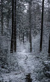 schöner Winterwald von Ruben van de Zande