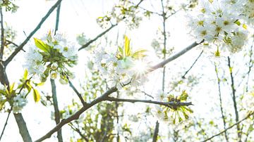Frühling zwischen den Obstblütenbäumen von Fotografiecor .nl