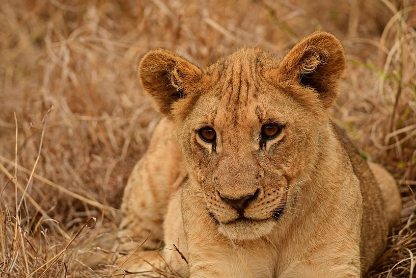 Lionceau couché au Bayala Private Safari à Hluhluwe South A par Truus Hagen
